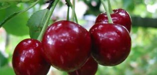 Beskrivelse af kirsebærsorten Saratovskaya Malyshka, udbytteegenskaber og pollinatorer