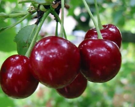 Paglalarawan ng iba't ibang cherry Saratovskaya Malyshka, mga katangian ng ani at pollinator