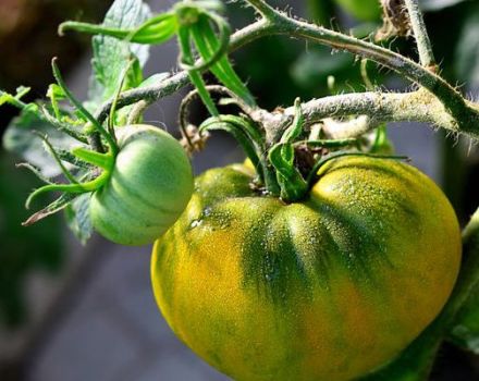 Beschreibung der irischen Tomatensorte Likör und ihrer Eigenschaften