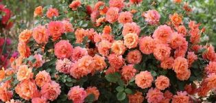 Descrierea și caracteristicile trandafirului Easy Daz It, subtilitățile în creștere
