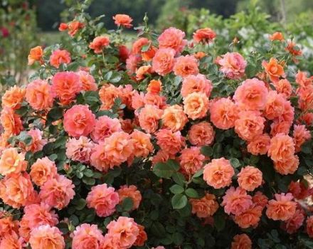 Descripción y características de las rosas de la variedad Easy Daz It, las sutilezas del cultivo.