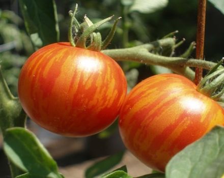 Description de la variété de tomate Tiger cub et caractéristiques de culture