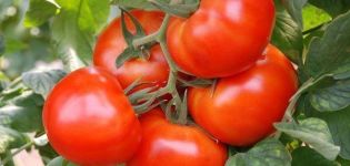 Description of the tomato variety Moment and its characteristics