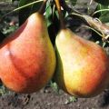Descrizione e caratteristiche della varietà di pera Moskvichka, semina e cura