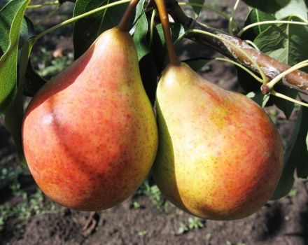 Description and characteristics of the Moskvichka pear variety, planting and care