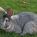 Descripción y características de los conejos gigantes grises, cómo criarlos.