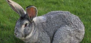Descripción y características de los conejos gigantes grises, cómo criarlos.