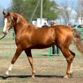 Kenmerken en regels voor het houden van paarden van het Budyonnovsk-ras en hun prijs