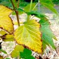 Why do grape leaves turn yellow and dry, what to do and how to process
