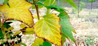 Hvorfor bliver drueblader gule og tørre, hvad man skal gøre og hvordan man behandler