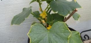 Why do cucumber leaves on the windowsill turn yellow and dry and what to do