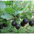 Paglalarawan ng mga itim na gooseberry varieties at ang pagpaparami, paglilinang at pangangalaga