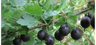 Beskrivelse af sorte stikkelsbærsorter og reproduktion, dyrkning og pleje