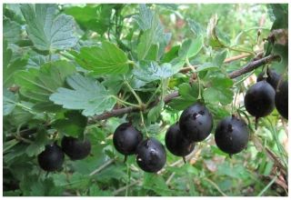 Description of black gooseberry varieties and its reproduction, cultivation and care