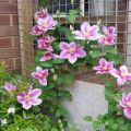 Description and planting of Piilu variety clematis, care and pruning group