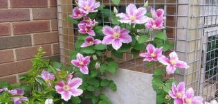 Description and planting of Piilu variety clematis, care and pruning group