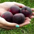 Popis odrůdy meruněk černého prince a jeho charakteristika, chuť a zemědělská technologie