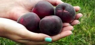 Beschreibung der Aprikosensorte Black Prince und ihrer Eigenschaften, ihres Geschmacks und ihrer Agrartechnologie