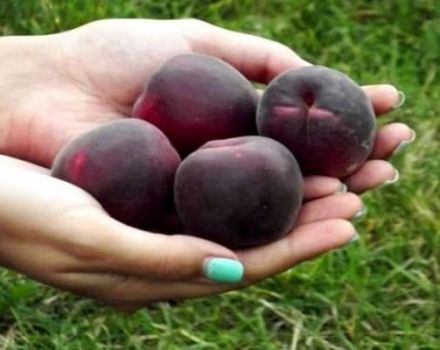 Description de la variété d'abricot Black Prince et ses caractéristiques, son goût et sa technologie agricole