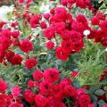 Description of varieties of ground cover roses, planting and care in the open field