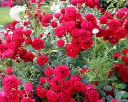 Descripció de varietats de roses de coberta terrestre, plantació i cura en camp obert