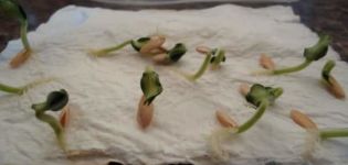 Kako brzo i pravilno klijati sjemenke krastavca prije sadnje i je li potrebno