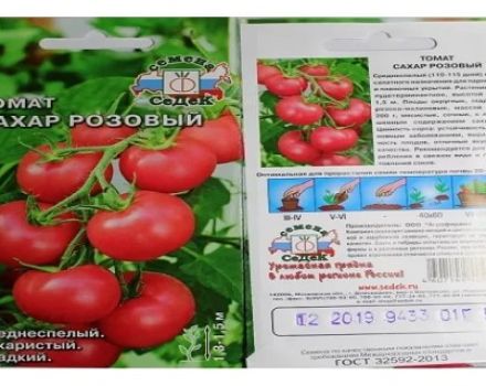 Pomidorų veislės savybės ir aprašymas Rudojo cukraus, derlius
