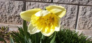 Περιγραφή και χαρακτηριστικά του daffodil Ice King, καλλιέργεια ενός λουλουδιού και εφαρμογή στον σχεδιασμό τοπίου