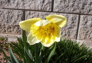 Description and characteristics of daffodil Ice King, growing a flower and application in landscape design