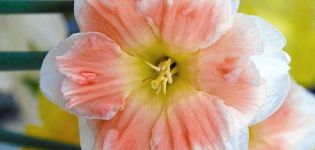 Mô tả và đặc điểm của giống hoa thủy tiên Kum Loud, quy tắc trồng và chăm sóc