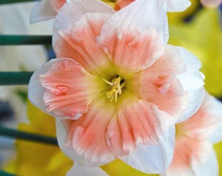 Description and characteristics of the Kum Loud daffodil variety, planting and care rules
