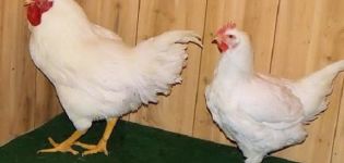 Descripció i normes de conservació de gallines de la raça Super Nick