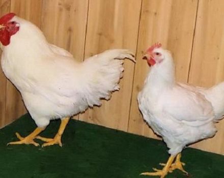 Beschreibung und Regeln für die Haltung von Hühnern der Super Nick-Rasse