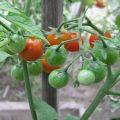 Charakteristika a popis rajčatového hybridu Barberry