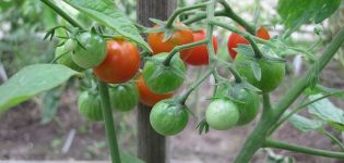Značajke i opis hibrida rajčice Barberry