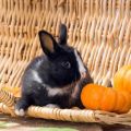 Ist es möglich und in welcher Form besser, Kaninchen Kürbis zu geben, wie man ihn in die Ernährung einführt