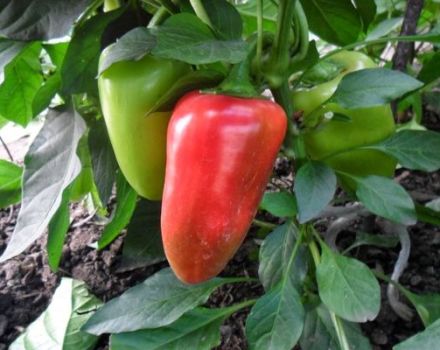 Description of pepper varieties Latino, Ekaterina and Kupets, their characteristics and yield