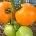 Kenmerken en beschrijving van de tomatensoort honingkuuroorden, de opbrengst