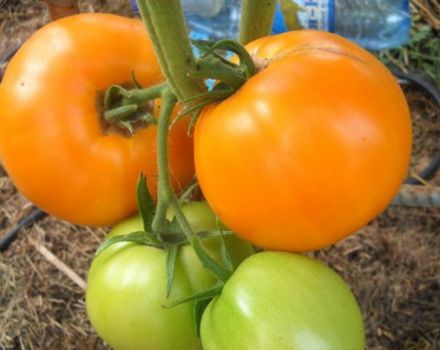 Caractéristiques et description de la variété de tomates Honey Spas, son rendement