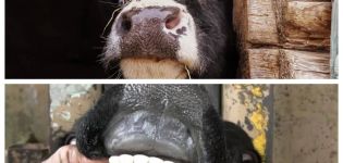 Perché le mucche digrignano i denti e cosa fare