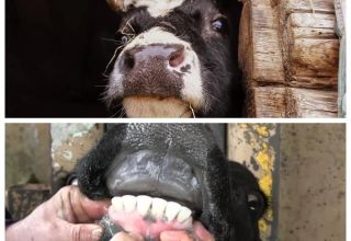 Why do cows grind their teeth and what to do