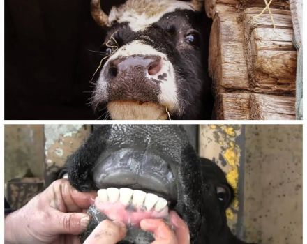 Miért csiszolják a tehenek fogaikat, és mit kell tenni?