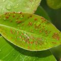The reasons for the appearance of a gall mite on a pear and measures of control with chemical and folk remedies