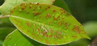 The reasons for the appearance of a gall mite on a pear and measures of control with chemical and folk remedies