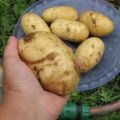 Beskrivelse af Colette-kartoffelsorten, dens egenskaber og udbytte
