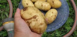 Opis odmiany ziemniaka Colette, jej cechy i plon
