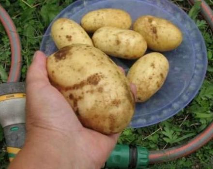 Paglalarawan ng iba't ibang patatas ng Colette, mga katangian at ani nito