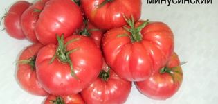 Minusinsko pomidorų produktyvių veislių charakteristika ir aprašymas
