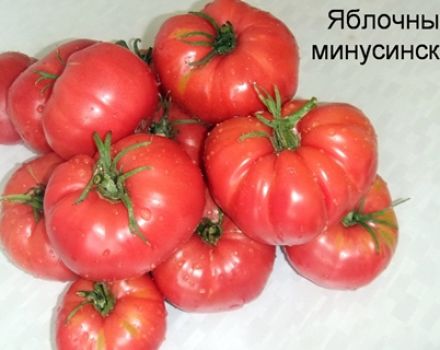 Đặc điểm và mô tả các giống cà chua Minusinsk năng suất
