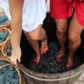 Kako pravilno pritisnuti grožđe na vino kod kuće i stvoriti prešu vlastitim rukama